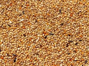 Grundlæggende andepleje