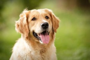hvad kan hunde sige med deres ansigtsudtryk?