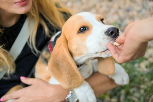 husk at belønne din hund efter tandbørstning