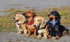 fire gravhunde du vil elske