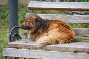 Hjemløse hunde: Den sørgelige virkelighed