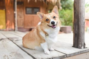 Forstå din hunds humør ved at aflæse dens kropssprog