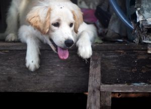 Nej til embargo af kæledyr