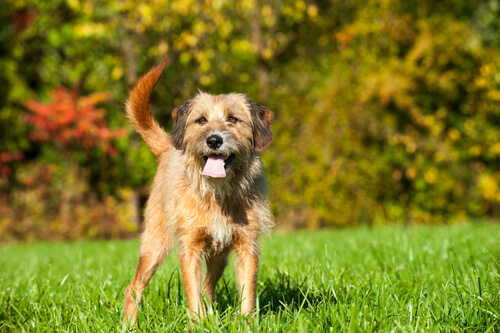 Hund der stirrer