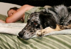 Vil du sove bedre? Få dig en hund!