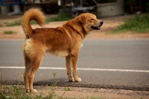 Sådan lærer du hunden at kommer over vejen