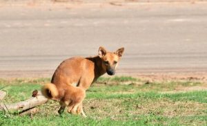 Nu skal du aflevere en DNA test fra din hund i Madrid