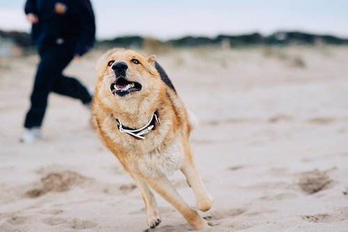 hund med fart på