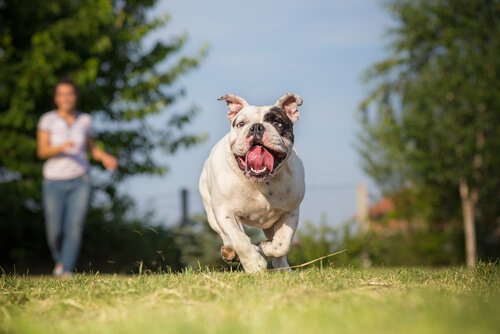 hund løber med tungen ude af munden