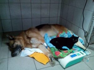 Lucifer, den lamme kat der hjælper andre