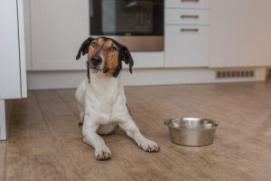 Brandmand redder en hunds liv med kunstigt åndedræt