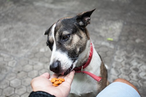 hund spiser af hånden