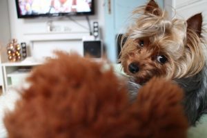 Vidste du at hunde ser TV?