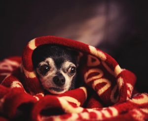 Sådan beroliger du din hund under en storm