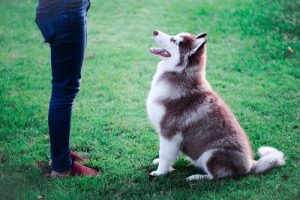 Det du skal lære din hund ifølge dens alder