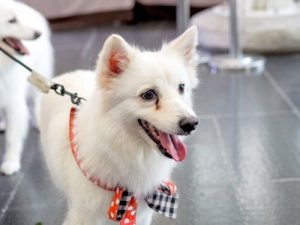 Sådan renser du de brune striber under øjnene på din hund