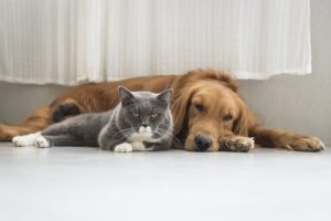 Kosmetiske operationer på dyr forbydes nu i Spanien