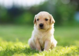 Kreative navne til din hund