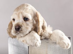 hund i kurv