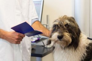 Burde jeg sterilisere eller kastrere min hund?