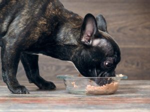 Opdag de mest giftige ingredienser for hunde