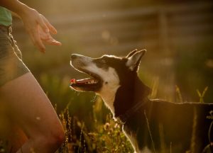Beskyttelses hunde til mishandlede kvinder