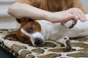 Ved du hvordan du skal massere din hund?