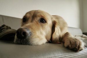 Sådan sørger du for din hunds naturlige instinkter