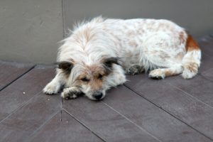 Hvordan finder du ud af om der er noget galt med hunden