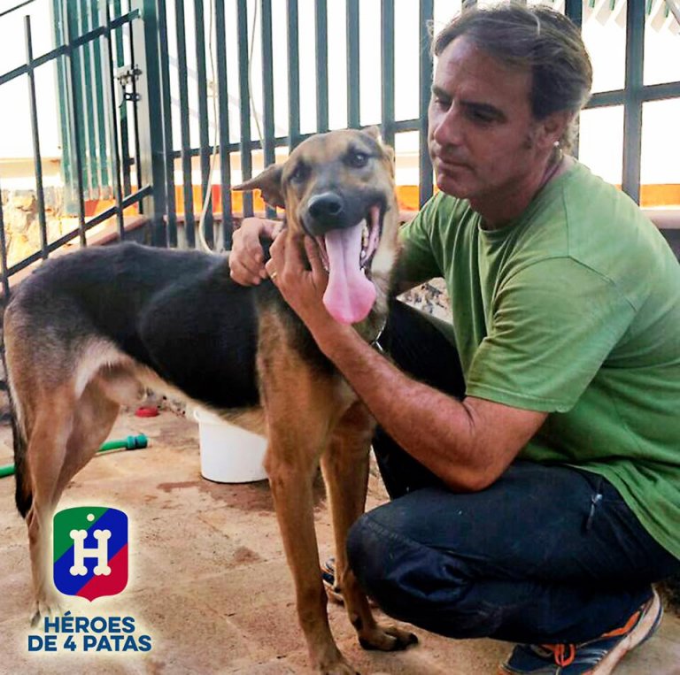 Adopter en pensioneret politihund