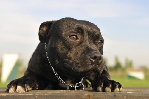 Pitbulls blev tidligere brugt som barnepigehunde