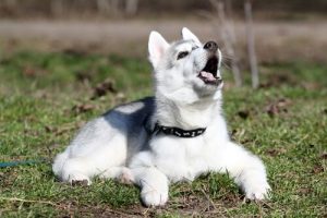 hunde racer pitsky