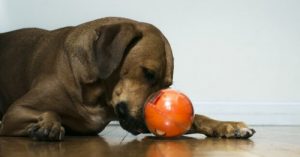 Playdate - det nyeste legetøj til hunde