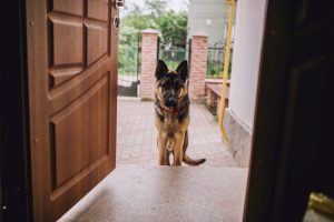 7 råd til hunde som ikke opfører sig pænt med gæster på besøg
