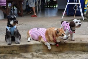 7 hunde racer du vil elske