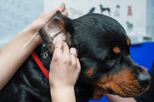 Tips til at rense din hunds ører