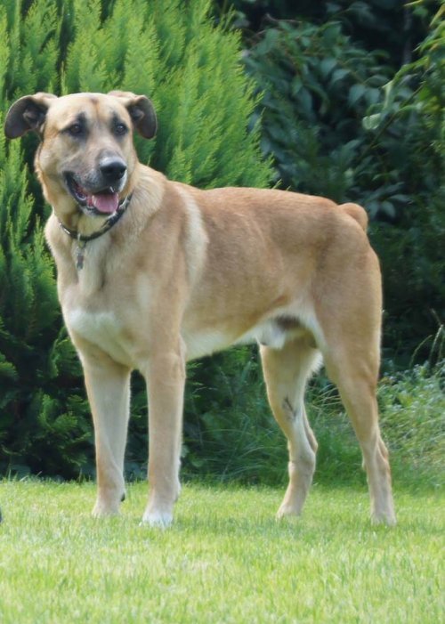 rubio adopteret af olivia