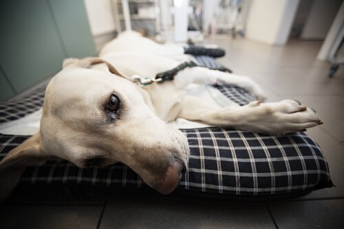 livstræt hund