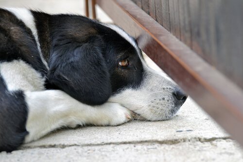 hund i regn