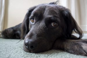 6 ting du troede din hund kunne lide