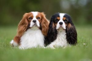 Hvis du har travlt, passer disse hunde bedst til dig