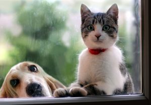 Hunde eller katte? Facebook analyserer dig