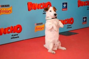 En hyldest til de mest berømte hunde fra film og TV