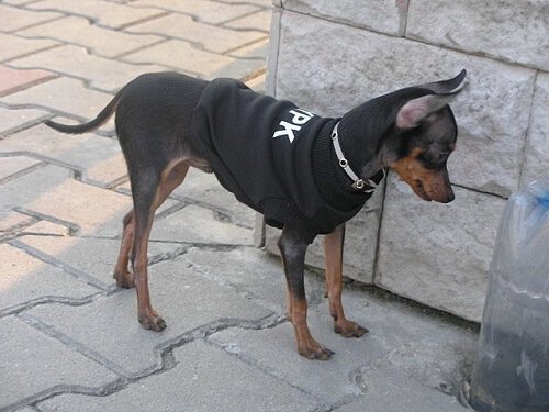 Prazsky Krysarik på jagt efter rotter