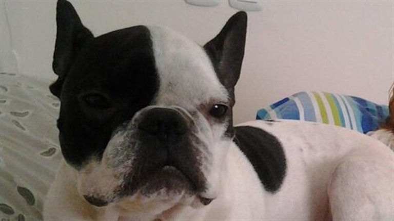 Simba har det godt igen