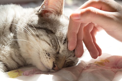 katten elsker at blive aet