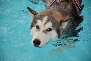 Afslapningsteknikker til vores hunde