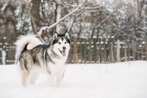 alaskan malamute i vintervejr