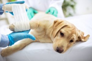 Sådan behandler du din hunds sår derhjemme