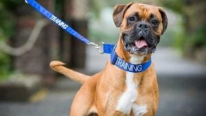 Halsbåndets farve afspejler din hunds personlighed